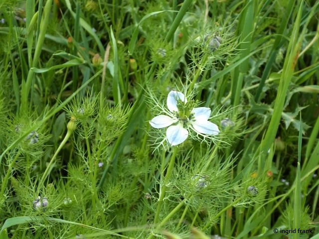 Nigella Spec Schwarzkummel Arten Herbarium Von Ingrids Webseite