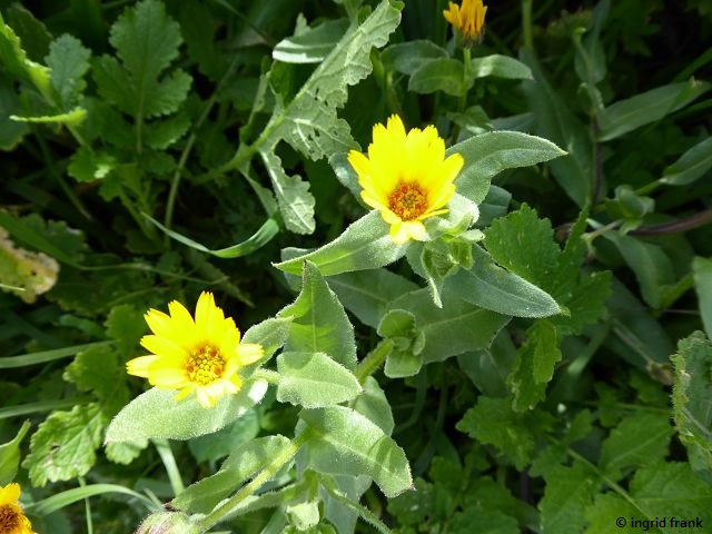 Calendula Spec Ringelblume Arten Herbarium Von Ingrids Webseite