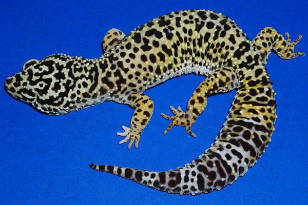 Was ist der Leopardgecko? - der-leopardgecko
