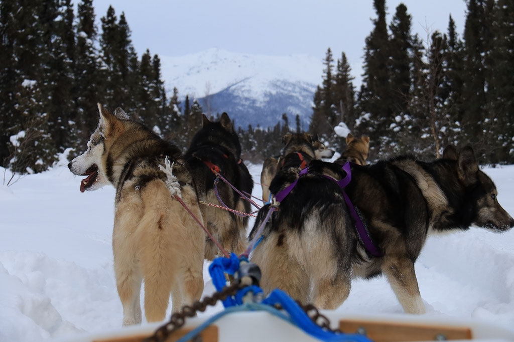 Alaska in Winter Northern Lights, Dog Sledding and cold Feet