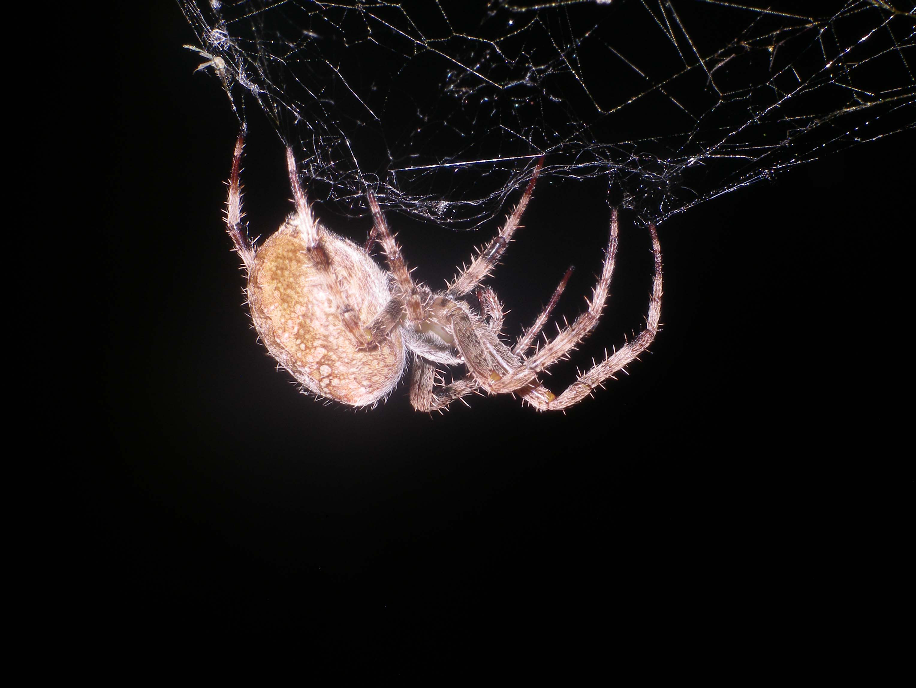Spinnen Michael Jaspert Makrofotografie Webseite!