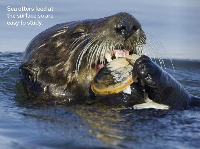 記事 ラッコは生態系のエンジニア Eco Engineers らっこちゃんねる Sea Otter Channel ラッコ情報 記事 動画 写真をご紹介