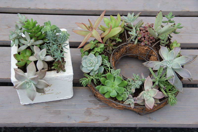 お値下げ品【1点限り】初夏の寄せ植え　バスケット　カンパニュラ ブルー×ホワイト 2012年11月 - ハンギングバスケット・寄せ植えのKIT＊花工房