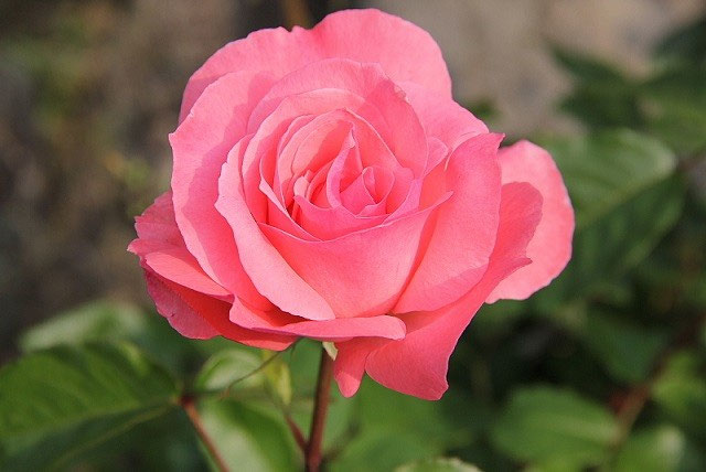 クレマチスとバラが満開 ハンギングバスケット 寄せ植えのｋｉｔ 花工房 広島県福山市