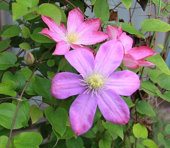 クレマチスとバラが満開 ハンギングバスケット 寄せ植えのｋｉｔ 花工房 広島県福山市