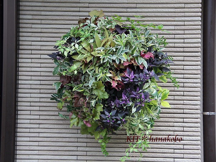 今夏の玄関は葉ものハンギングで ハンギングバスケット 寄せ植えのkit 花工房 広島県福山市 今夏の玄関は葉ものハンギングで ハンギングバスケット 寄せ植えのkit 花工房 広島県福山市