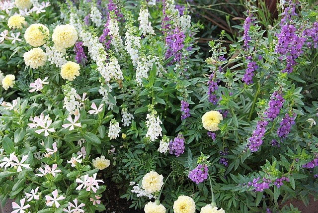 日なたの花壇わさわさに ハンギングバスケット 寄せ植えのｋｉｔ 花工房 広島県福山市