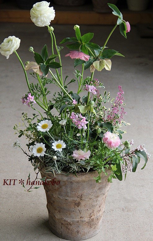 クリスマスローズで優しい寄せ植え ハンギングバスケット 寄せ植えのｋｉｔ 花工房 広島県福山市