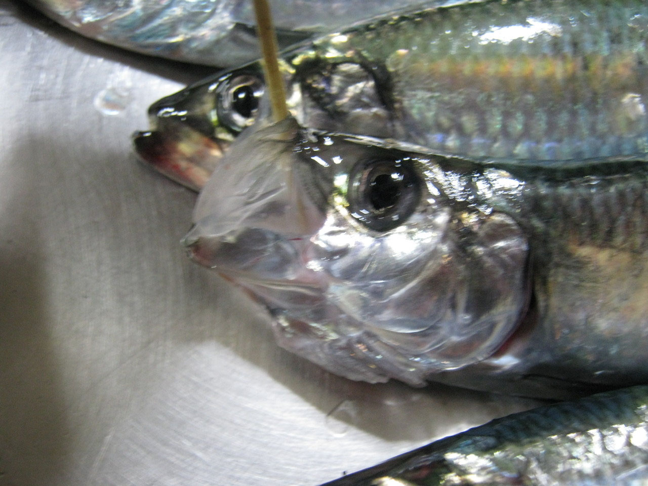 ２０１７年 徹釣の隠し部屋