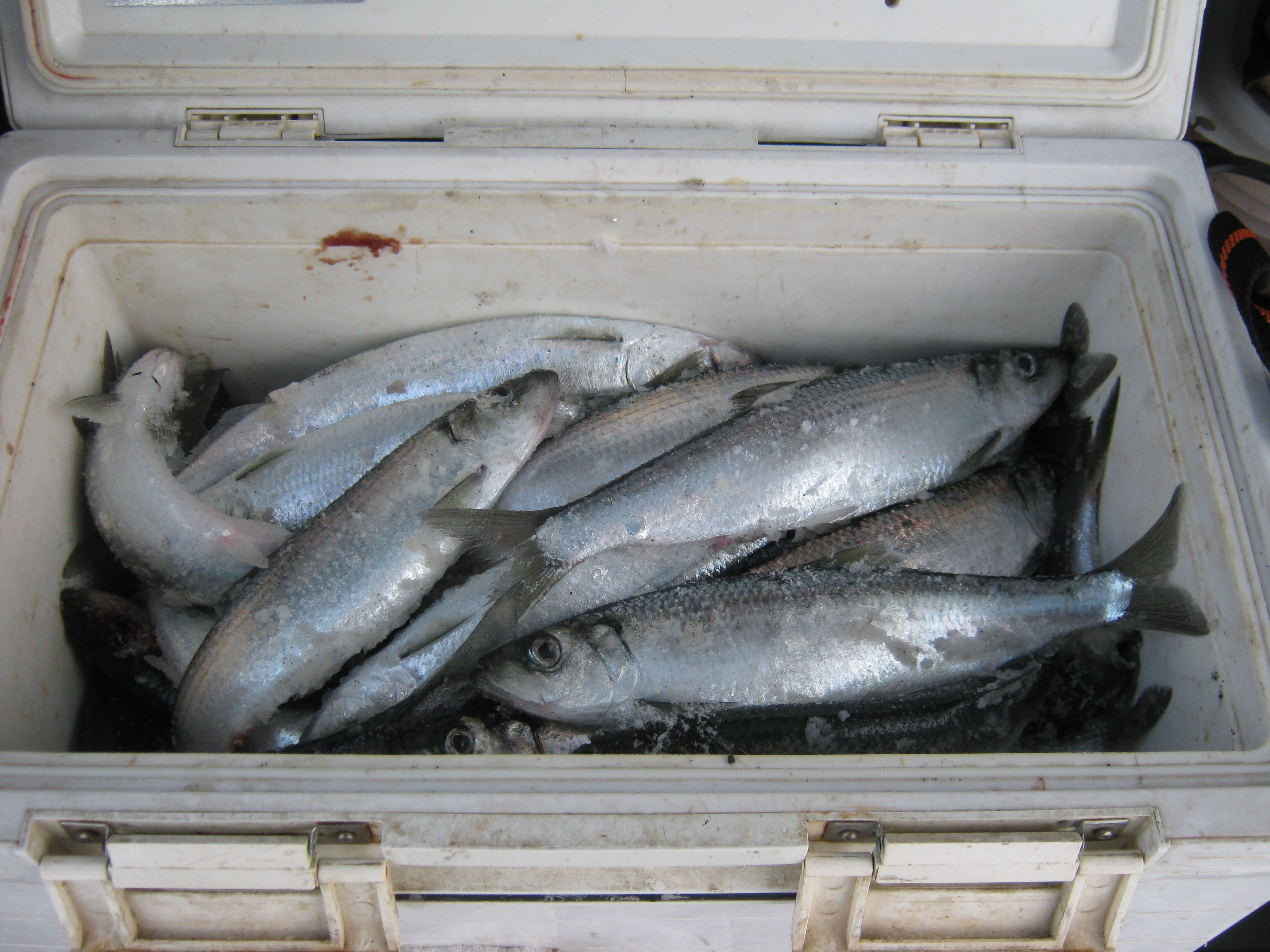 ２０１７年 徹釣の隠し部屋