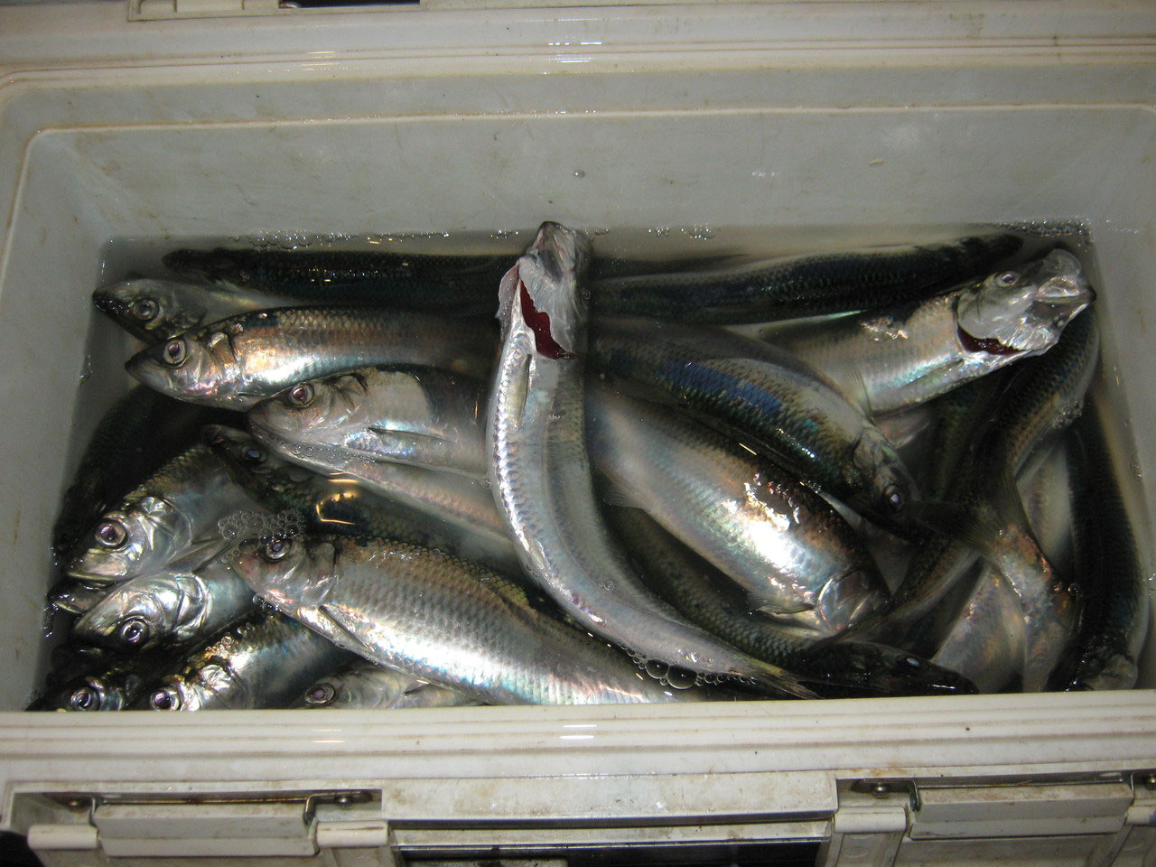 ２０１７年 徹釣の隠し部屋