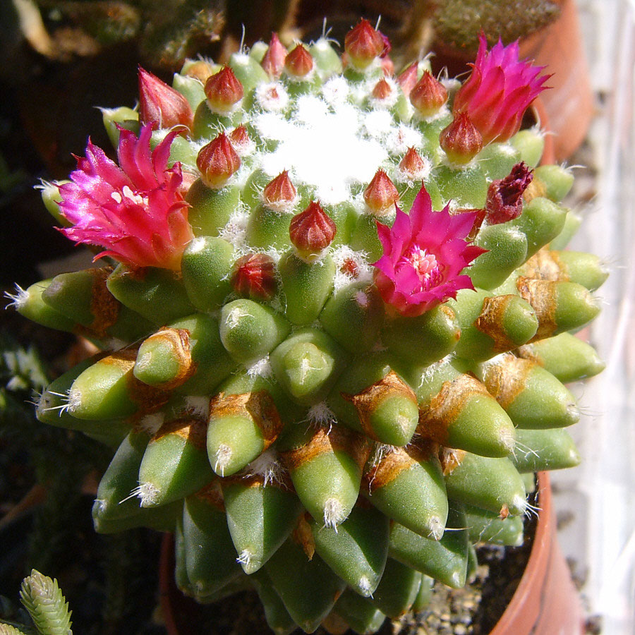 Mammillaria Polythele Warzenkaktus 16 Cm Hoch  Anfngerkaktus Im 11er  Topf, Pflegeleicht