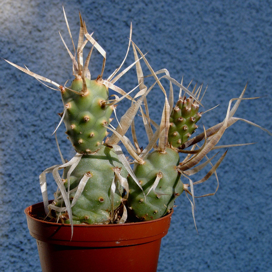 Tephrocactus articulatus var. papyracanthus Kakteen und Sukkulente im