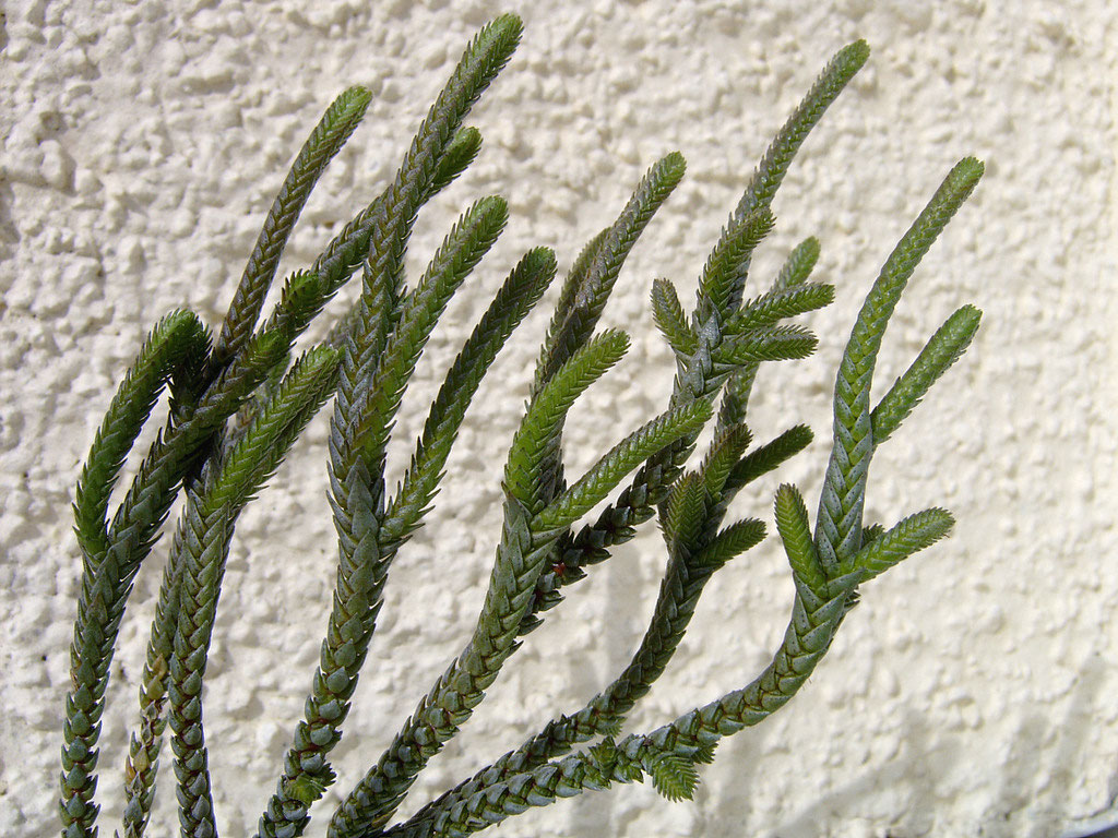 Crassula lycopodioides f. variegata - Kakteen und Sukkulente im  Pflanzenterrarium