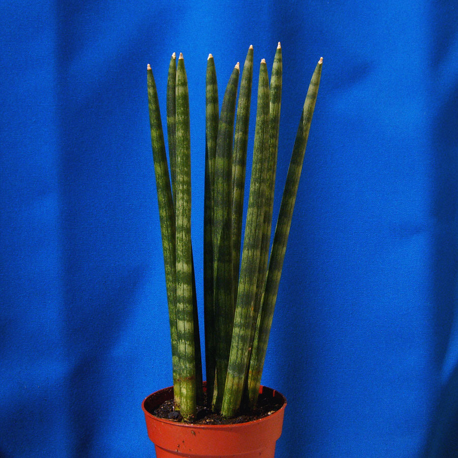Sansevieria cylindrica - Kakteen und Sukkulente im Pflanzenterrarium