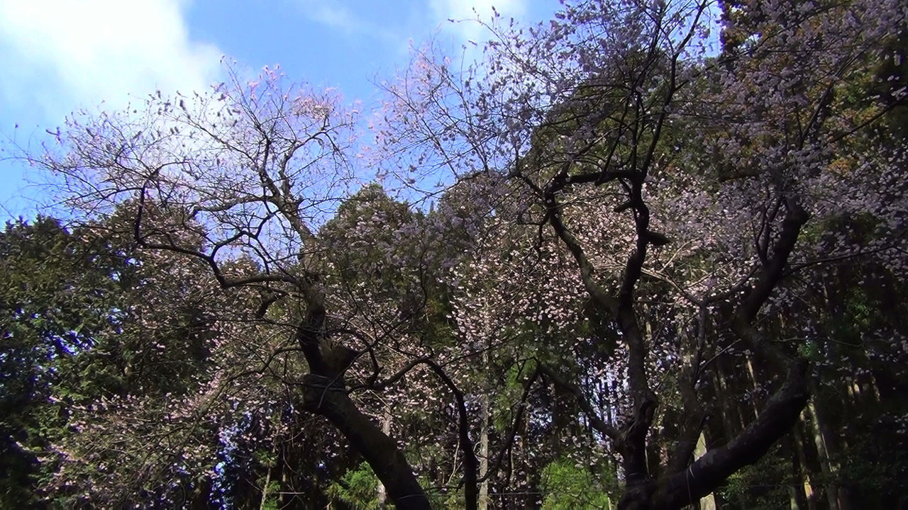 福智山 虎尾桜 3 26 九重連山での山歩き テン泊