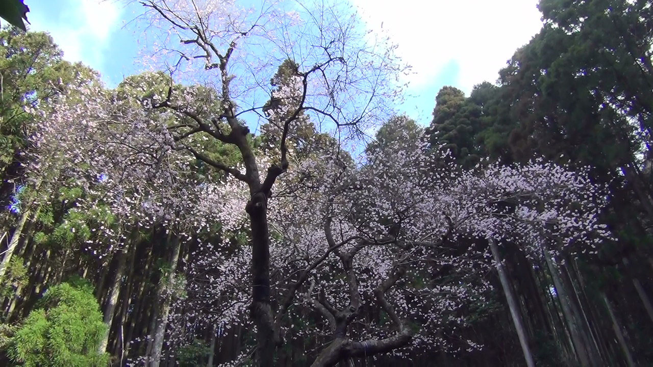 福智山 虎尾桜 3 26 九重連山での山歩き テン泊