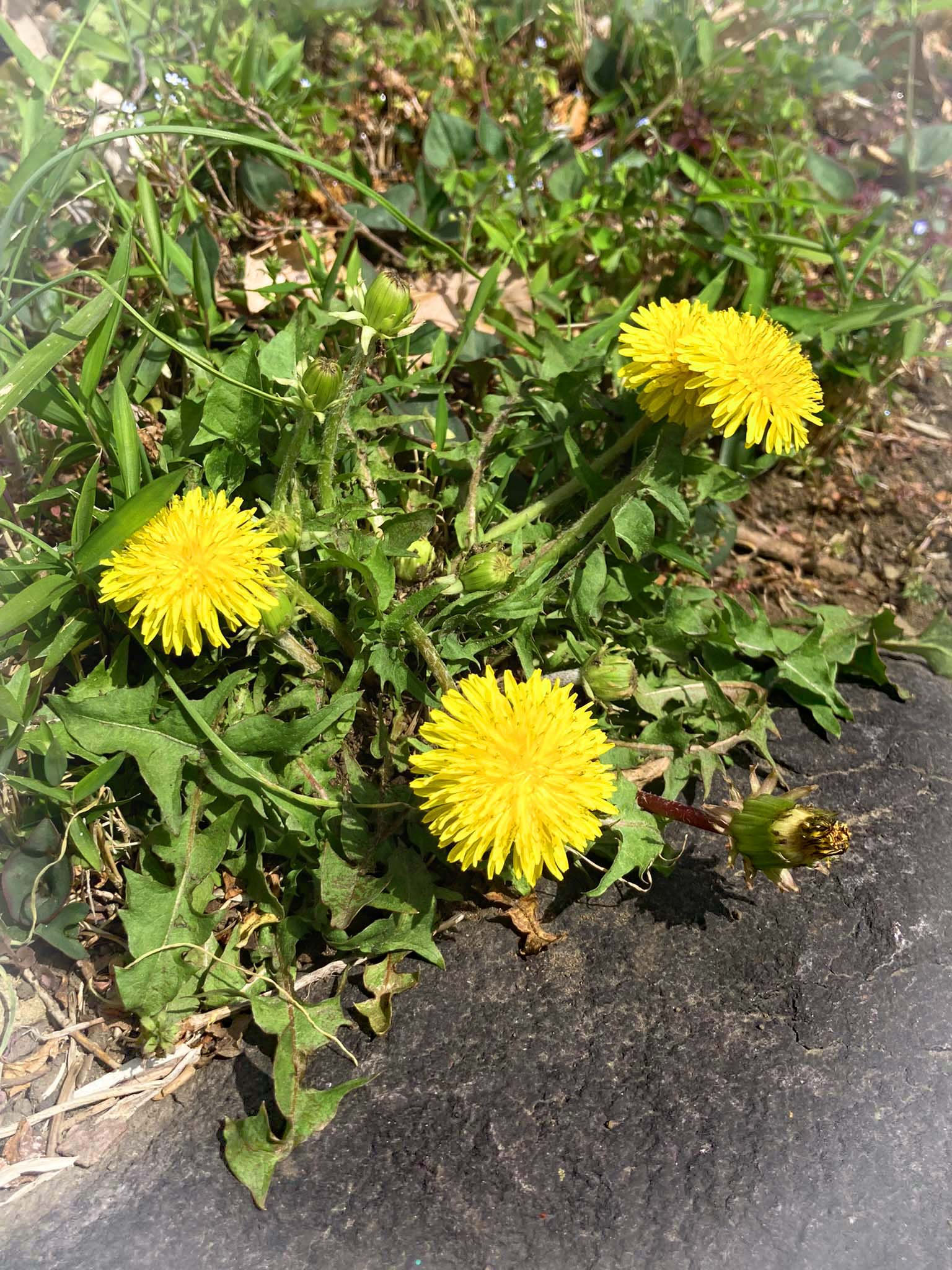 タンポポの季節がやって来たよ 高田馬場 Tanpopoタンポポ アロマリラクゼーション タンポポの季節がやって来たよ 高田馬場 Tanpopoタンポポ アロマリラクゼーション