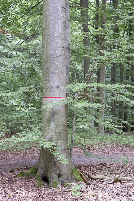 Waldbestattung: Das FriedWald Konzept am Beispiel des FriedWalds Bernau ...