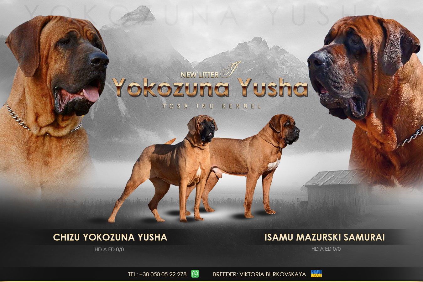 Tosa inu craigslist clearance
