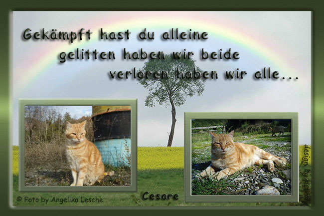 Immer In Unseren Herzen Unsere Sternenkatzen Findelkinder