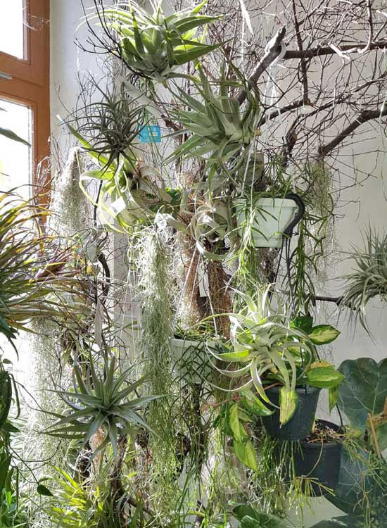 Tillandsien kaufen in Wien