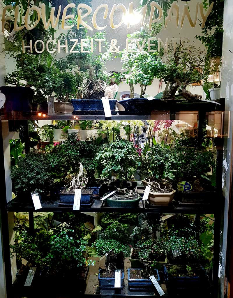 Bonsai kaufen in Wien
