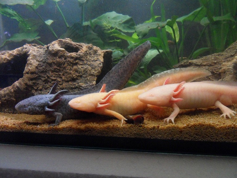 Mein Bestand wird regelmig auf Batrachochytrium dendrobatidis getestet.  Zuletzt die Abgabetiere in 04 2021. - Aqua-Steffi