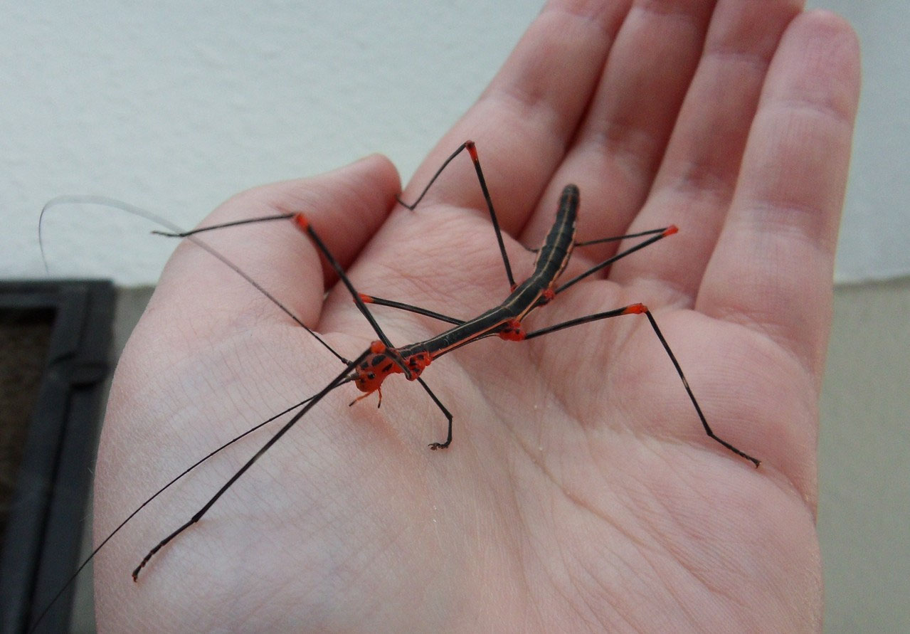 Farn-Stabschrecke (Oreophoetes peruana) - Aqua-Steffi