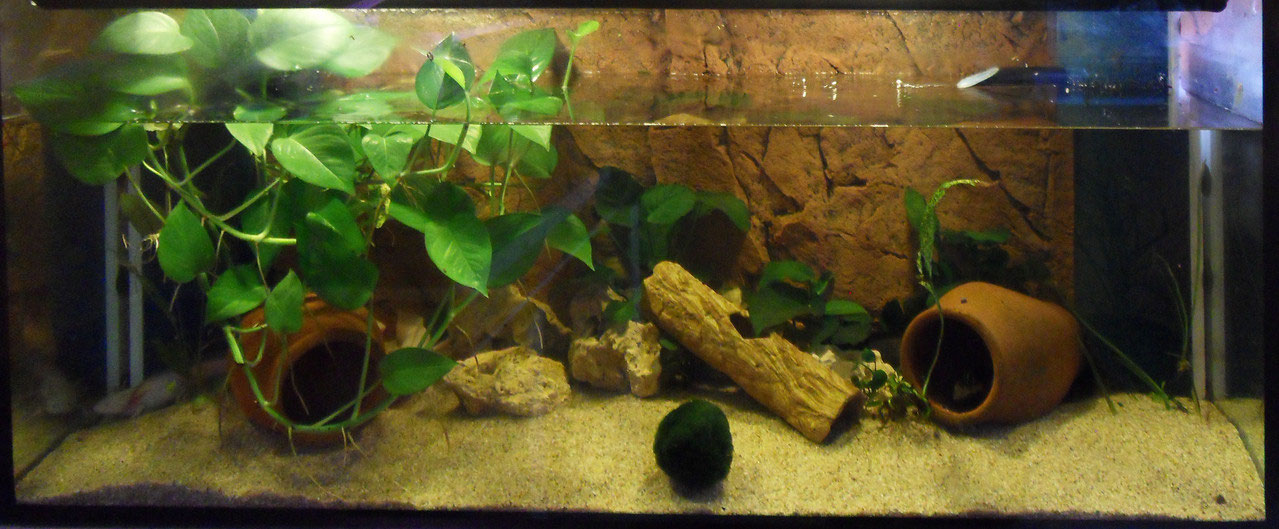 Mein Bestand wird regelmig auf Batrachochytrium dendrobatidis getestet.  Zuletzt die Abgabetiere in 04 2021. - Aqua-Steffi