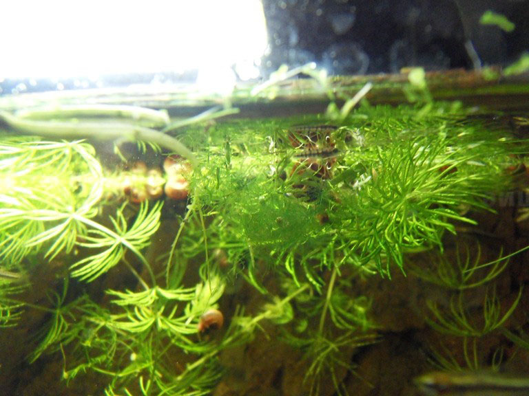 Kinderstube - Aqua-Steffi