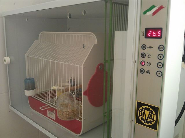 Instalaciones-Aviario - Web Periquitos Australianos Iván Martínez