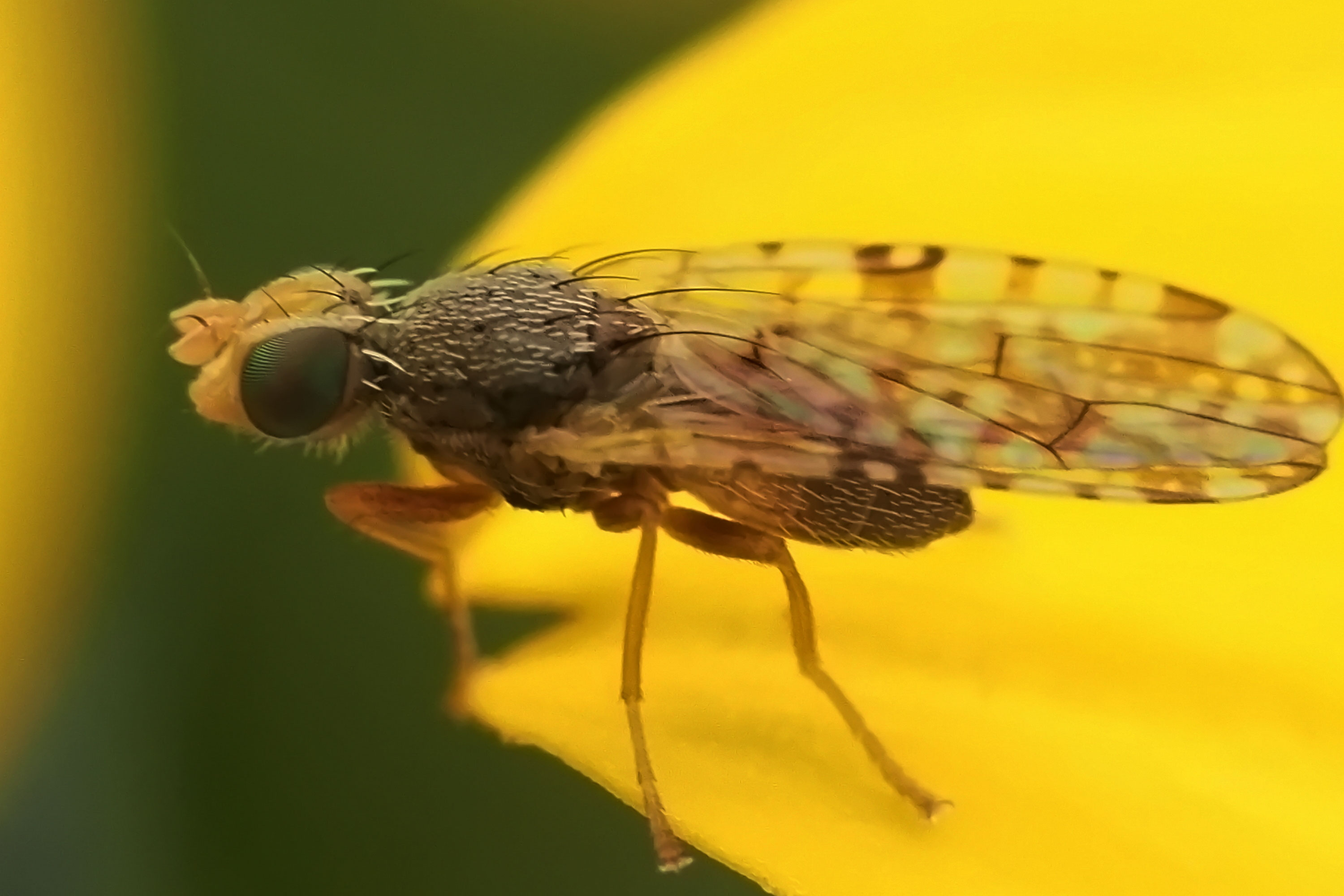 Dioxyna bidentis Insekten und Pflanzen