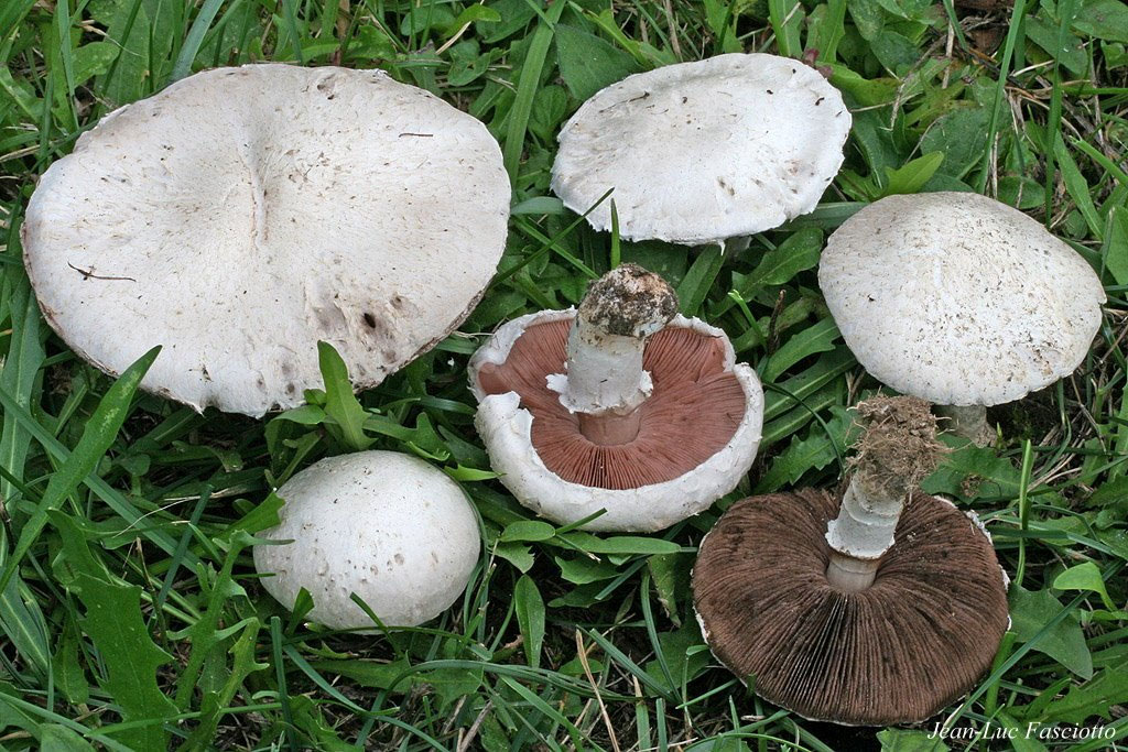 Champignons comestibles et toxiques. Les confusions ...