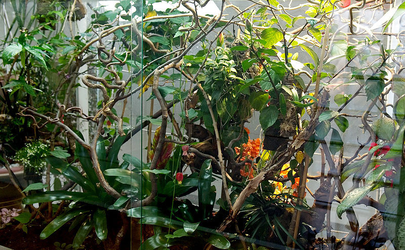 Pflanzen Im Terrarium Leopardpanther Zuchter Von