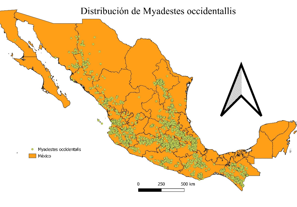 Myadestes Occidentalis Página web de avifaunapuebla