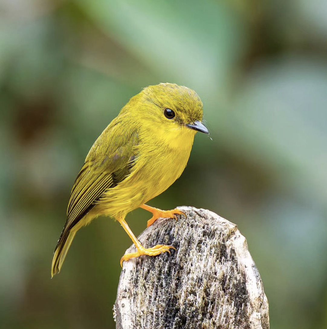 Petroica papu (Microeca papuana) El Rincon del Botanico