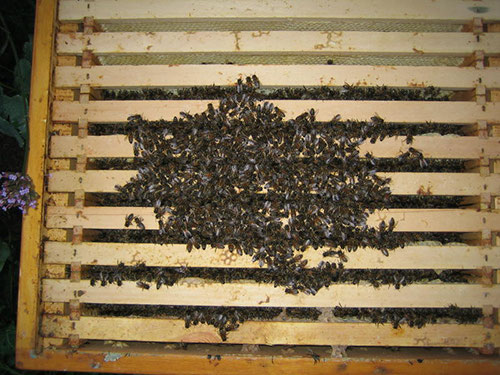 Oktober/ November - Bienenzuchtverein Merkstein