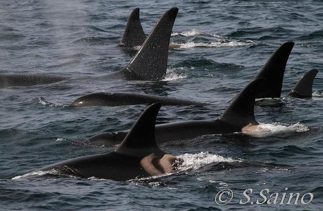 シャチ祭り スーパーポッド くじらガイドがお届けするクジラ シャチ イルカ 自然 エコツアー情報 シャチ祭り スーパーポッド くじらガイドがお届けするクジラ シャチ イルカ 自然 エコツアー情報