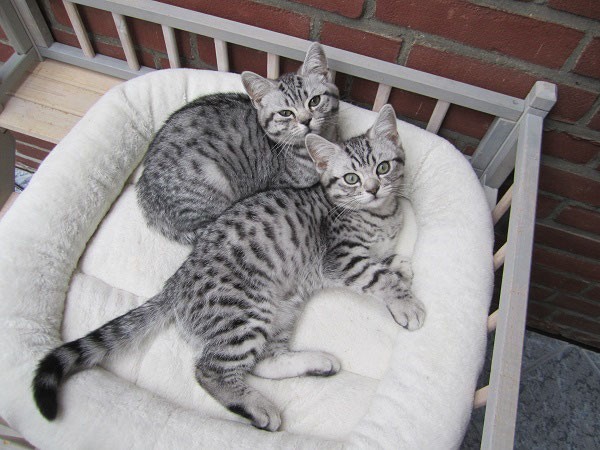 Startseite A Delightful Cat Bkh Katzen Delightfulcat Webseite