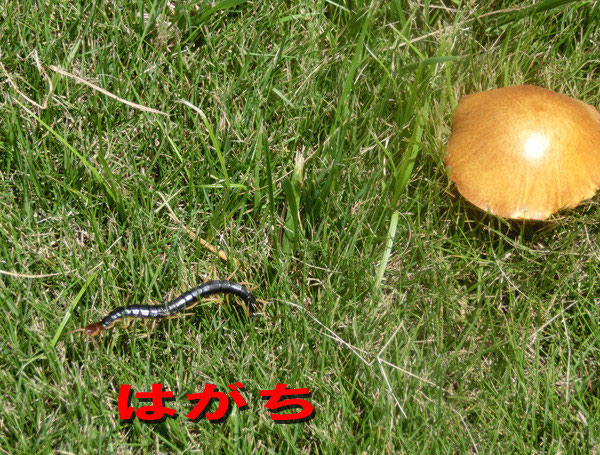 ハガチと遭遇 千葉県市原市のゴルフショップクラウンゴルフ