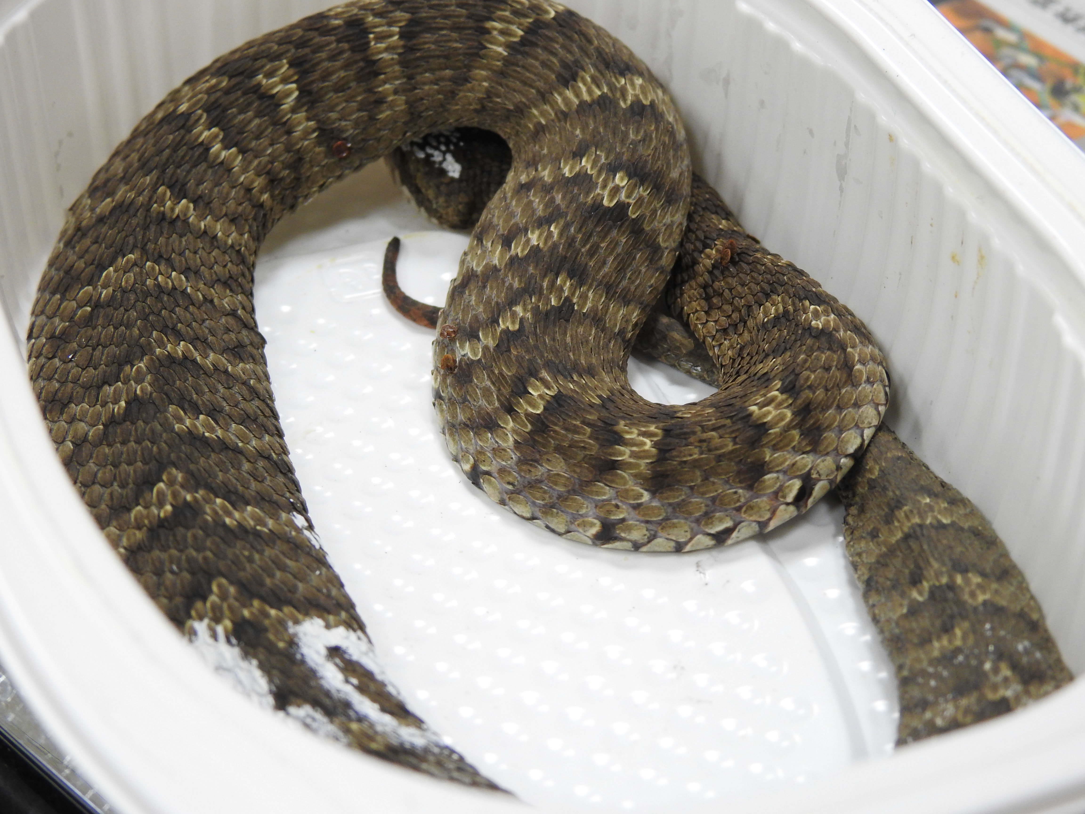 対馬のヒラクチ Npo法人 どうぶつたちの病院 Conservation Animal Welfare Trust
