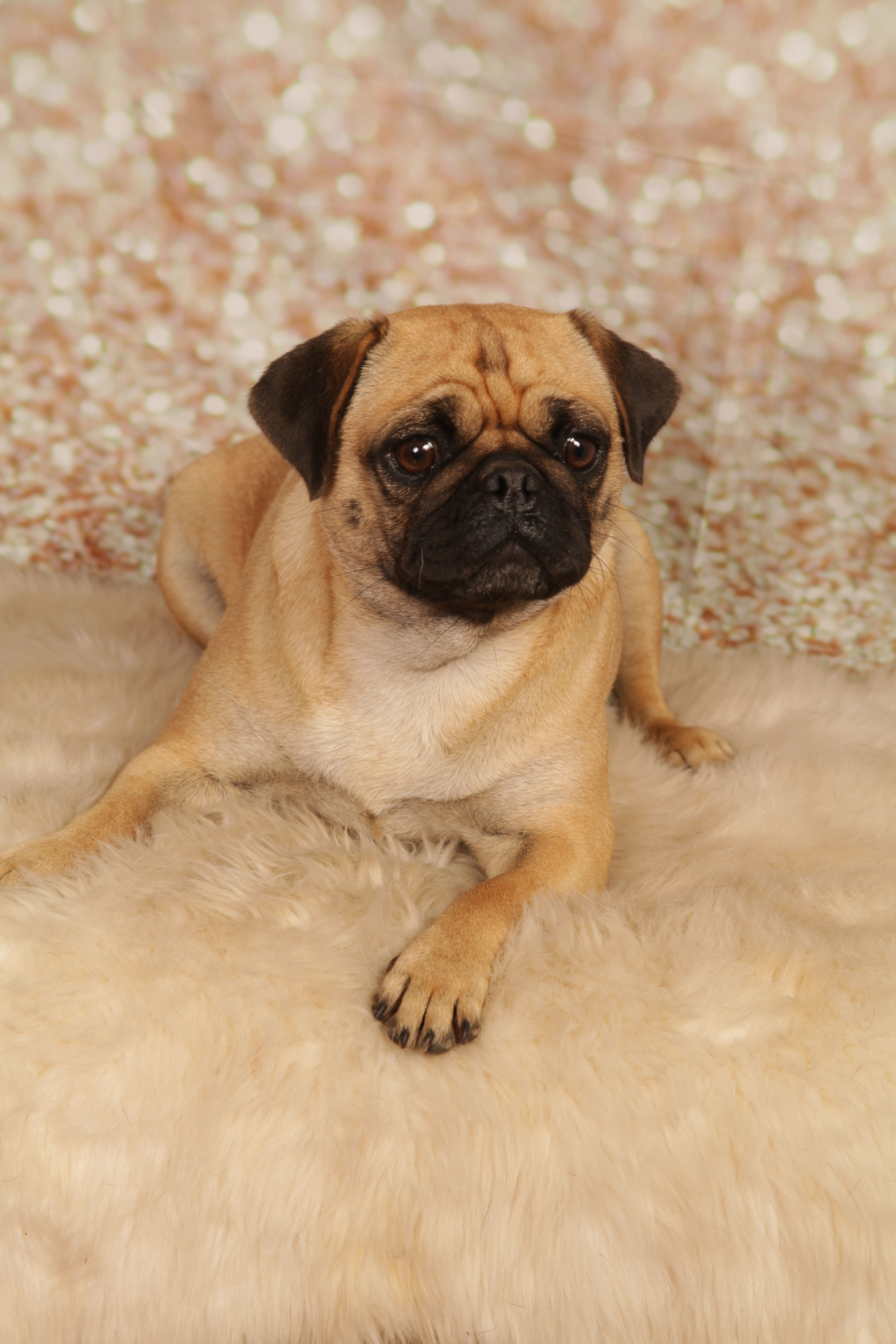 Pepper Vom Kahlen Asten Gesunde Freiatmende Agile Altdeutsche Mopse Und Franzosische Bulldoggen Finden Sie In Der Vorbildlichen Zucht Vom Kahlen Asten Im Munsterland Nrw
