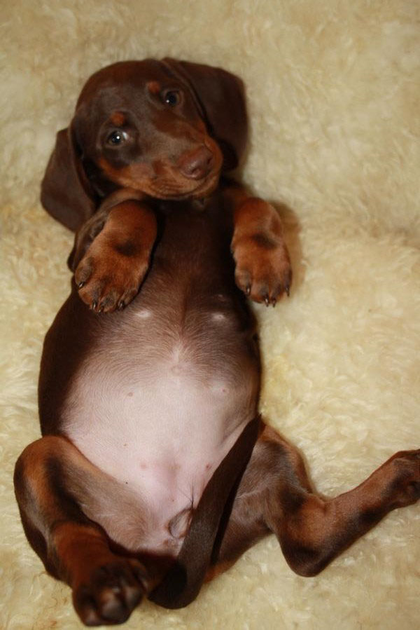 Dackel in Schokolade und Braun