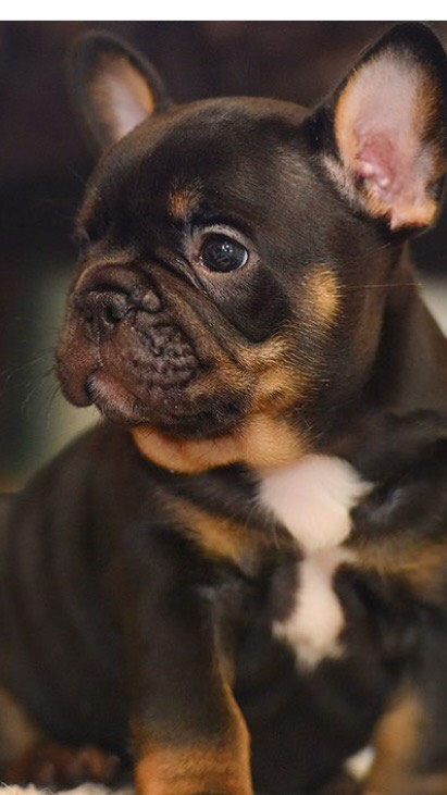 Versace Von Vinnenberg Gesunde Freiatmende Agile Altdeutsche Mopse Und Franzosische Bulldoggen Finden Sie In Der Vorbildlichen Zucht Vom Kahlen Asten Im Munsterland Nrw