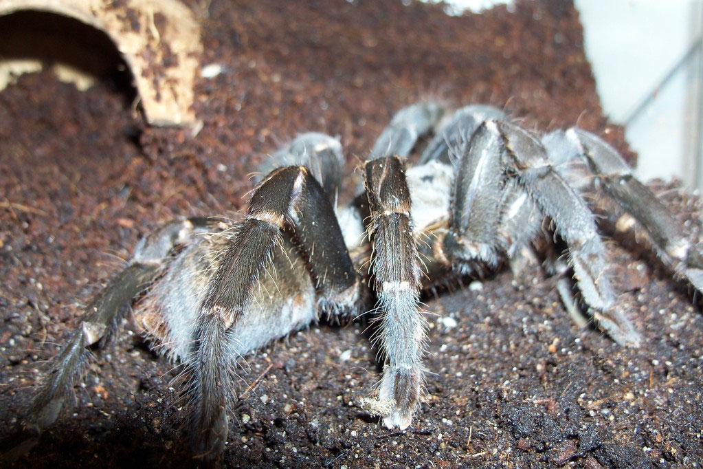 Haplopelma minax - Vogelspinnen mit Herz