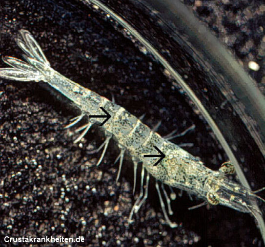 Krankheiten bei Garnelen Aquakultur Crustakrankheiten.de