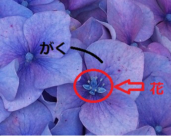 理科 紫陽花の花びらは花びらじゃない エース学院