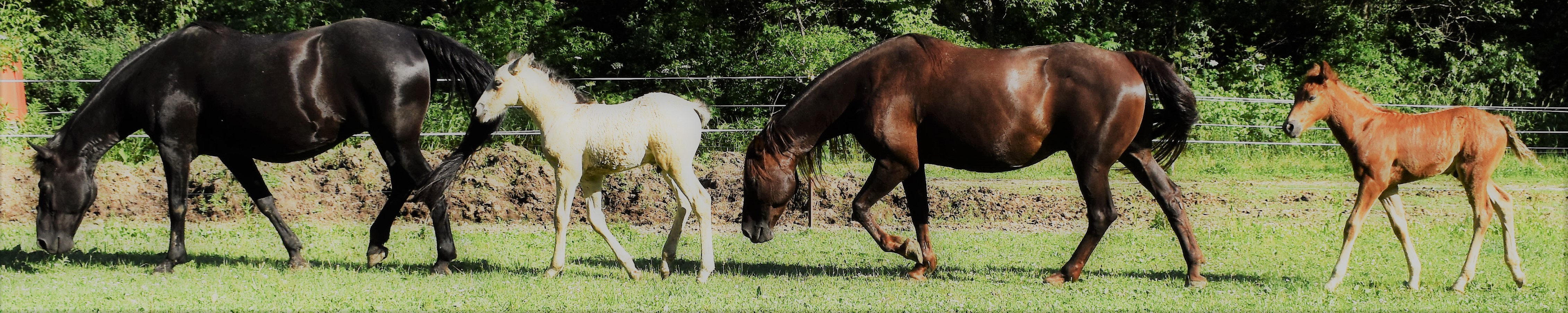 Foundation Horses for sale