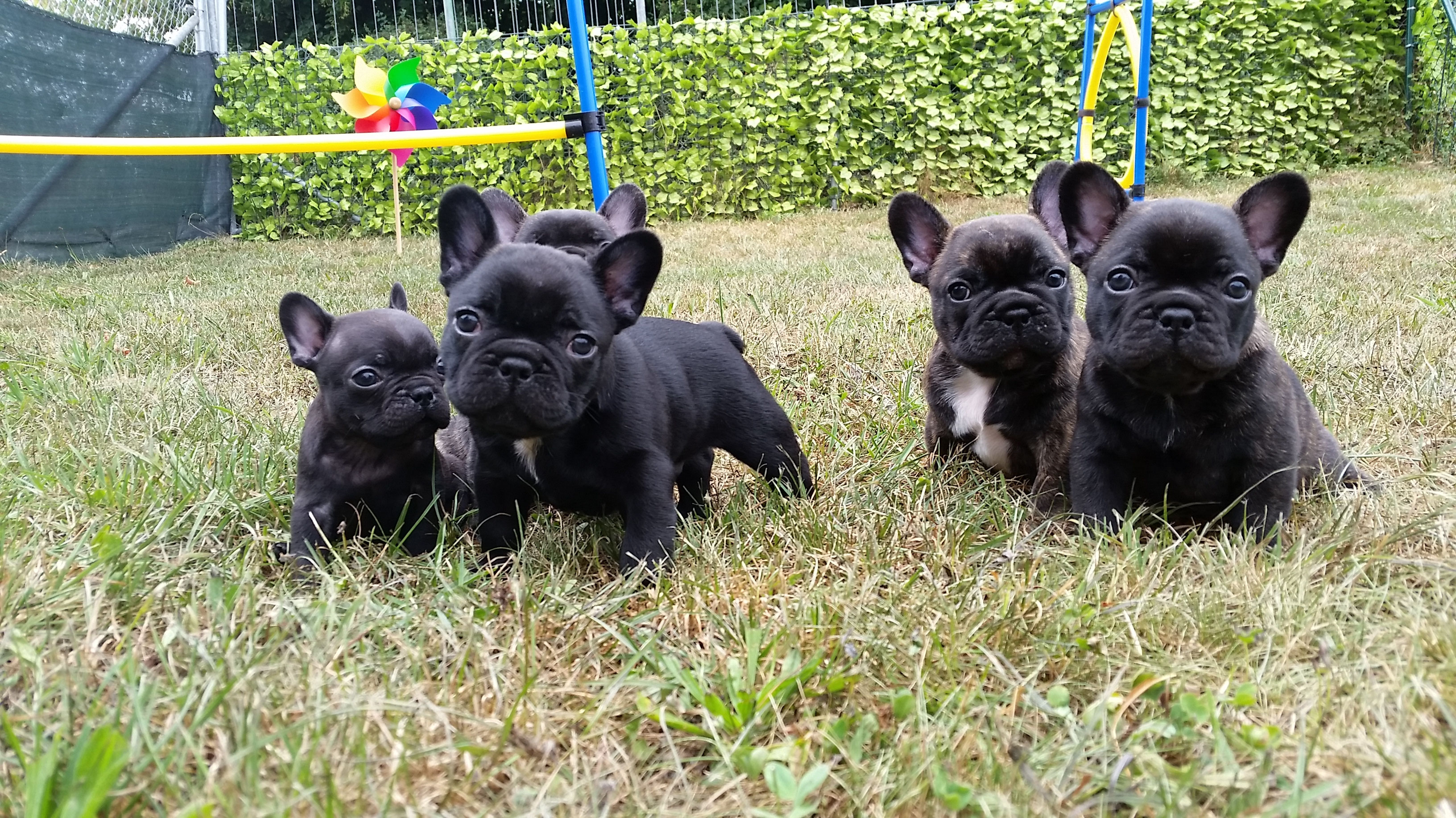 Aktuelles Bullys Von Lillyfees Webseite